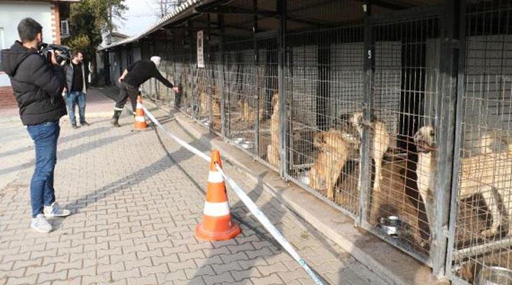 Barınakta köpeklerin öldüğü iddialarıyla ilgili inceleme başlatıldı