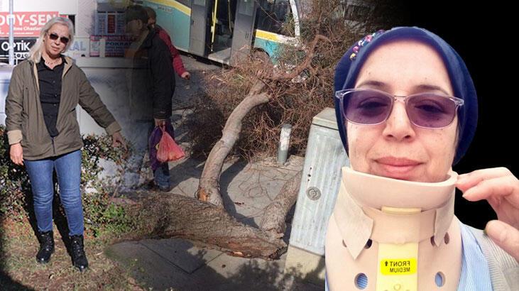 Başına ağaç düştü, tazminat kazandı