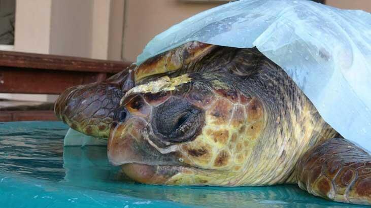 Başından yaralanan caretta caretta tedavi altına alındı