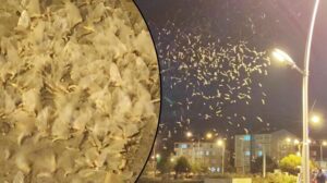 ‘Birgün’lük ölüm dansı! 1 saat uçtuktan sonra ölüyorlar