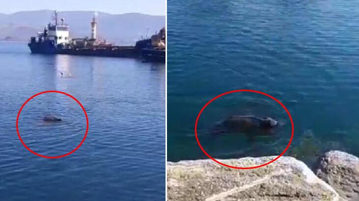 Bodrum’da görüntülendi! Deniz bir süre yüzdü, sonra kayboldu