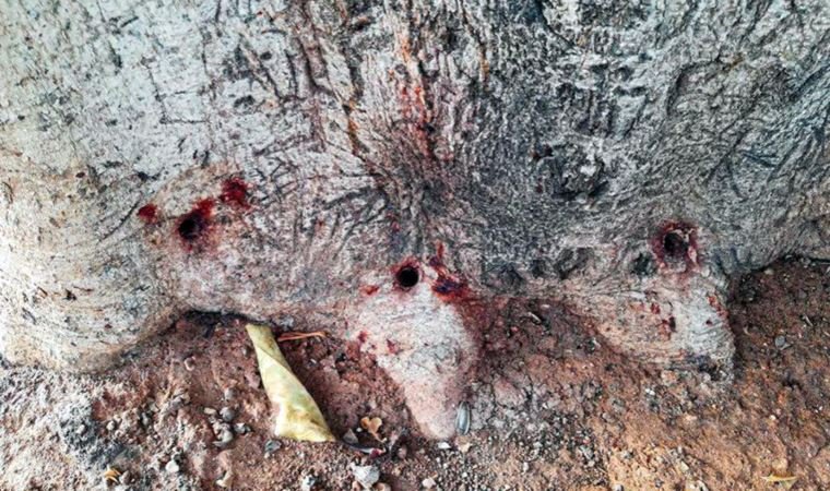 Bu da oldu: Yarım asırlık ağacı matkapla delip asit enjekte ederek kuruttular