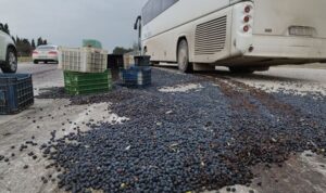 Bursa’da işçi servisi ile kamyonet çarpıştı: 1,5 ton zeytin yola saçıldı
