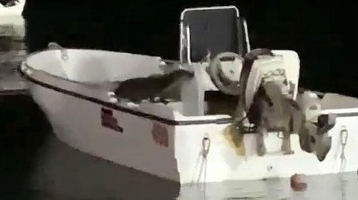 Büyükçekmece’de ‘su samuru’ sürprizi