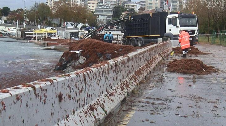 Caddebostan Sahili’ni yine kırmızı yosunlar kapladı