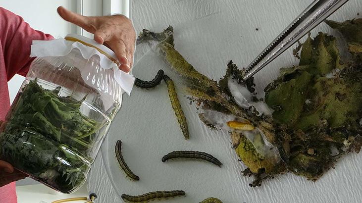Çanakkale’de çayır tırtılı için 2 haftalık teyakkuz