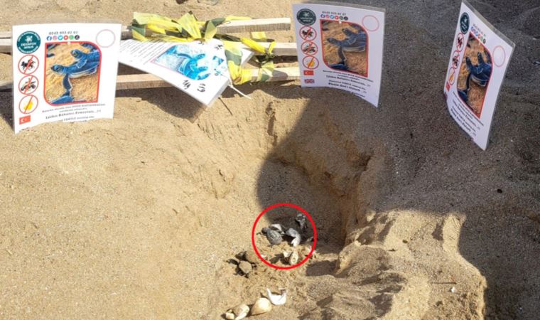 Caretta caretta yuvasını ‘kürekle’ açtı, yavruların ölümüne neden oldu