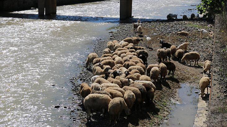 Çoban uyudu, küçükbaş sürüsü derede mahsur kaldı