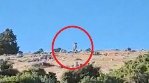 Daha önce fotokapana takılmışlardı, şimdi çıplak gözle görüldü