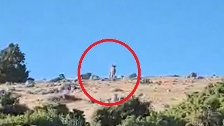 Daha önce fotokapana takılmışlardı, şimdi çıplak gözle görüldü