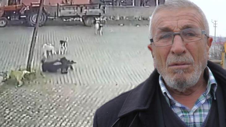 Dehşet anları! 9 köpeğin arasında kaldı