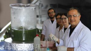 Deniz marulundan hidrojen ürettiler! ‘Ayrı bir önemi var’