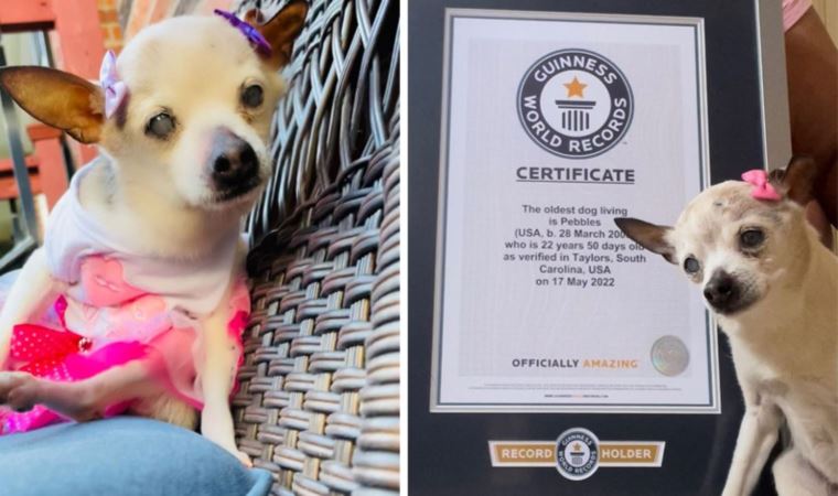 Dünyanın en yaşlı köpeği hayatını kaybetti