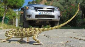 EKODOSD’dan ‘bukalemun’ uyarısı! Onlar sizin kadar hızlı değil