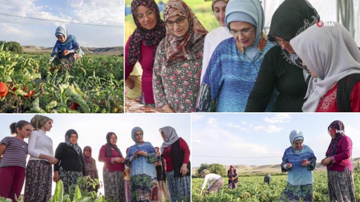 Emine Erdoğan domates topladı, menemen yaptı! Geleneksel tarım çağrısı