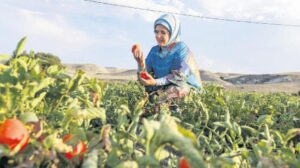 Emine Erdoğan’dan domates hasadı