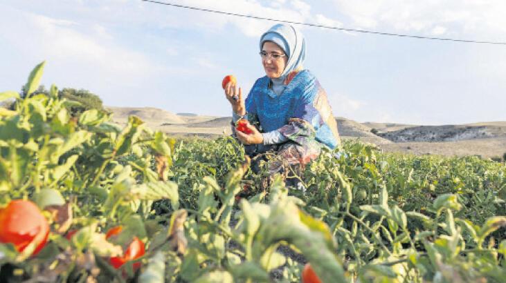 Emine Erdoğan’dan domates hasadı