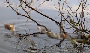 Endişe yaratmıştı: Ceyhan Nehri’ndeki arı ve balık ölümleri araştırılıyor