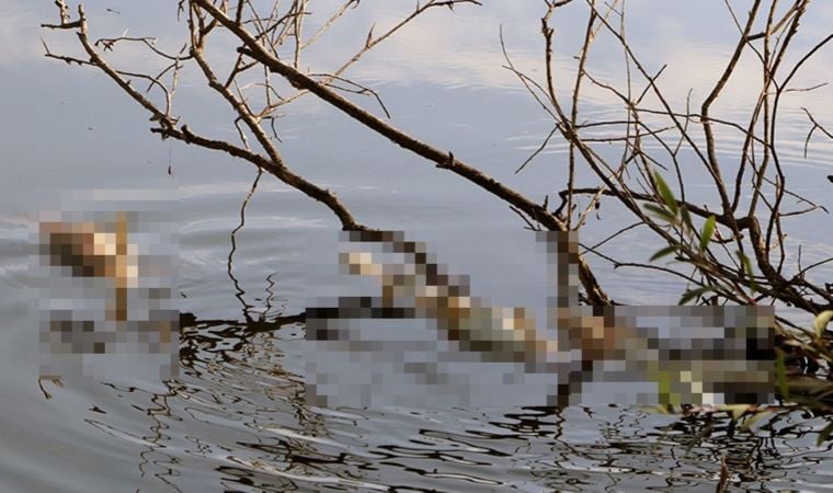 Endişe yaratmıştı: Ceyhan Nehri’ndeki arı ve balık ölümleri araştırılıyor