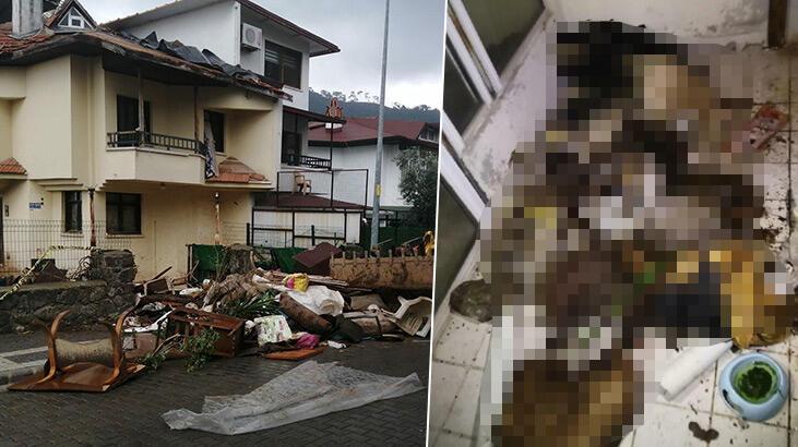 Evinde kedi ve köpek ölüleri bulundu: ‘Bazısını gömdüm, bazısını torbalayıp balkona koydum’