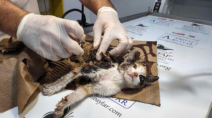 Fare tuzağına yavru kedi düştü, böyle kurtarıldı
