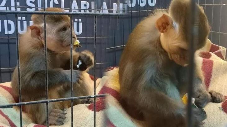 Fıkra gibi olay! El konulan maymununu hayvanat bahçesinden kaçırdı