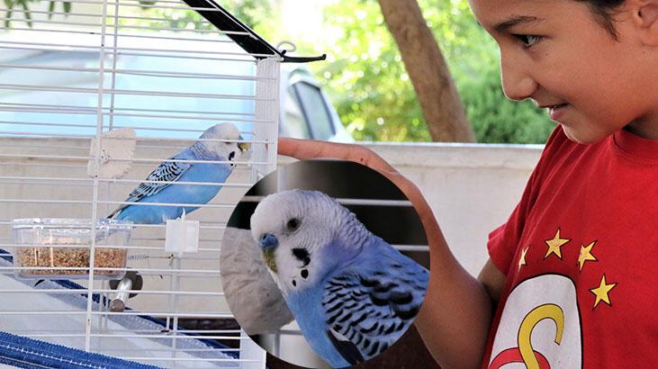 ‘Hayat arkadaşım’ dediği kuşu Antalya’da kayboldu, Mersin’de bulundu