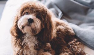 Hayvanların da insanlar gibi kan grupları var mı?