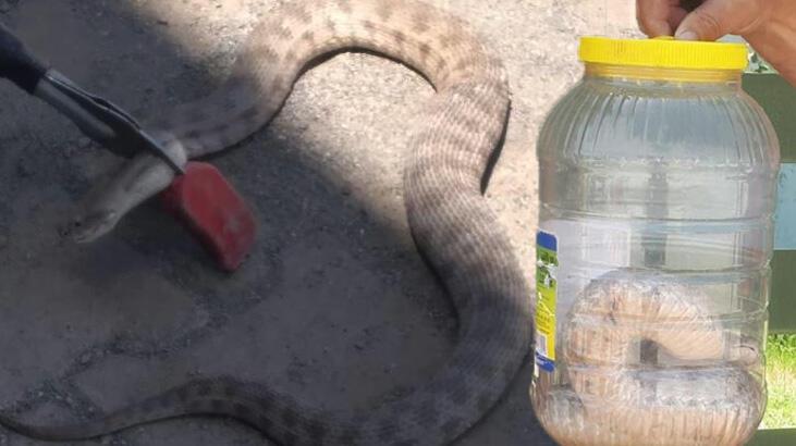 Iğdır’da iş yerine giren engerek yılanı korkuttu