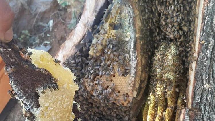İnsan eli değmiyor! Kilosu bin 500 liradan satılıyor