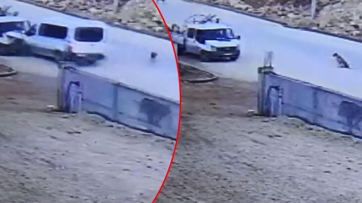 İşçi servisi, köpeklere çarpmamak için kamyonete çarptı! Ölü ve yaralılar var