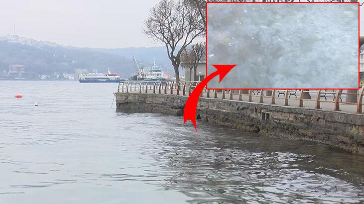İstanbul Boğazı’nda denizanası alarmı! Artış gösterdi, uyarı yapıldı