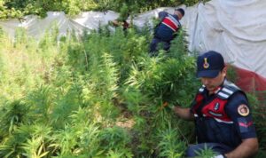 İstanbul’da jandarmadan ‘kök kenevir’ operasyonu