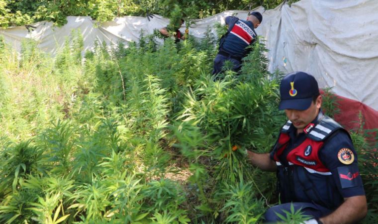 İstanbul’da jandarmadan ‘kök kenevir’ operasyonu
