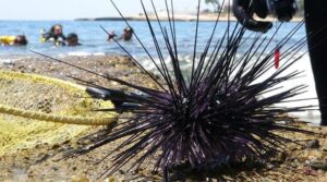 İstila hızı yüzde 108! “Ciddi bir alternatif protein kaynağı olarak olabilir”