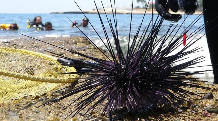 İstila hızı yüzde 108! “Ciddi bir alternatif protein kaynağı olarak olabilir”