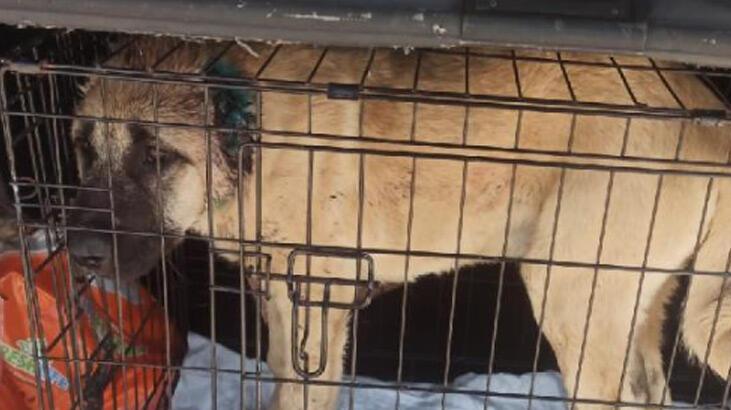 İsyan ettiren olay! Yavru köpeğin kulakları kesildi, kafa derisi yüzüldü