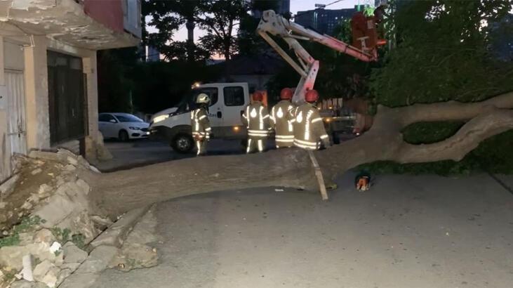 Kadıköy’de ağaç devrildi, yol kapandı