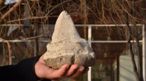 Kahramanmaraş’ta 20 milyon yıllık megalodon dişi bulundu