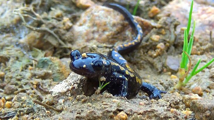 Karadeniz’in kirlenen sulak alanlarında 3 türün nesli tehlikede