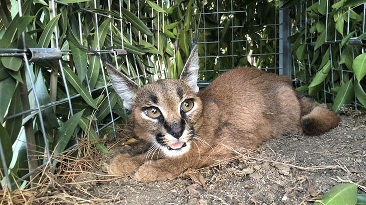 Karakulak ‘Defne’, doğaya bırakıldı