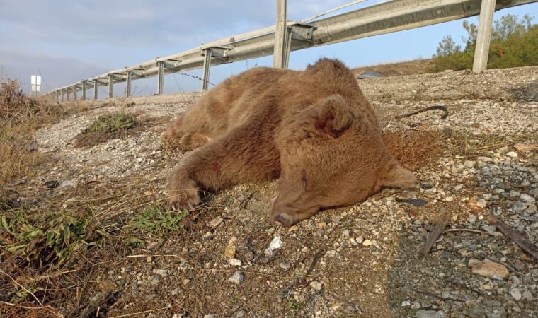 Kastamonu’da aracın çarpmasıyla ölen ayı müzede ‘sergilenecek’