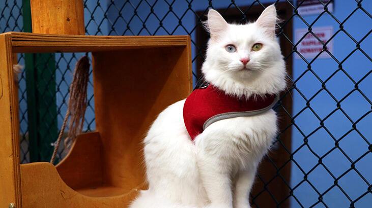 Kedi Villası’nda bu yıl 130 yavru dünyaya geldi