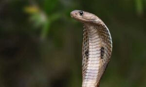 ‘Kobra zehri’ kaçakçılığına 3 yıl hapis talebiyle dava