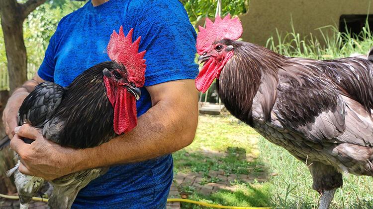 Komşularının sesinden rahatsız olduğu horozunu sahiplendirdi