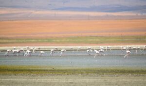 Konya’da göller kurudu, kuşların yaşam alanları daraldı