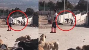 Köpeğin kürekle öldürülmesinde 2 sanığın tahliyesine itiraz, reddedildi