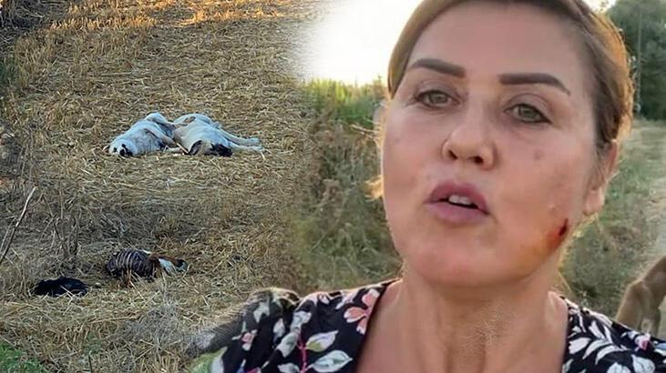 Korkunç olay! Boş araziye bırakılan 20 köpekten 6’sı ölü bulundu