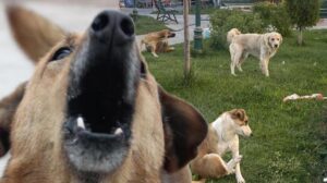 Korkutan uyarı! ‘Kuduz hastalığı farklı hayvanlarda da görülebilir’