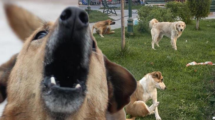 Korkutan uyarı! ‘Kuduz hastalığı farklı hayvanlarda da görülebilir’
